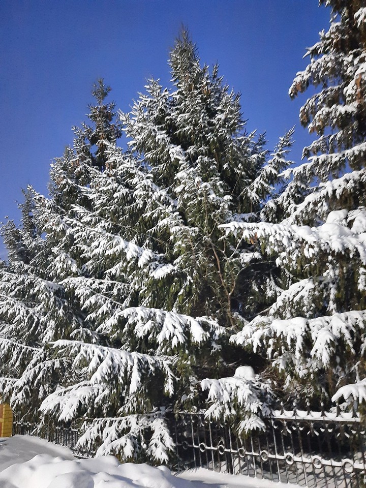 Beautiful winter ❄