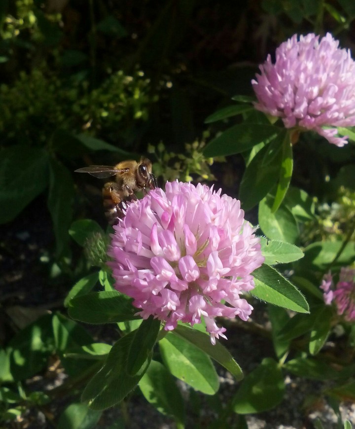 Bee on a Plant