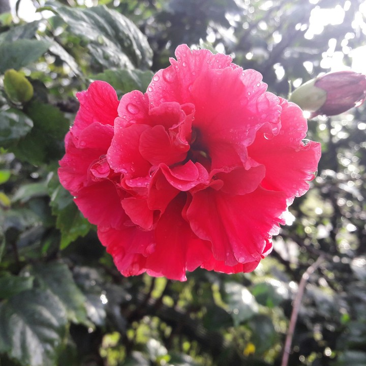 flower