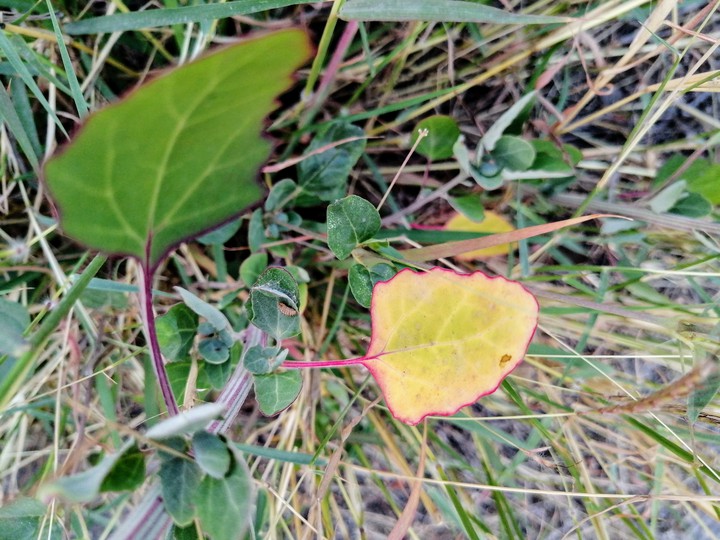 yellow leaf