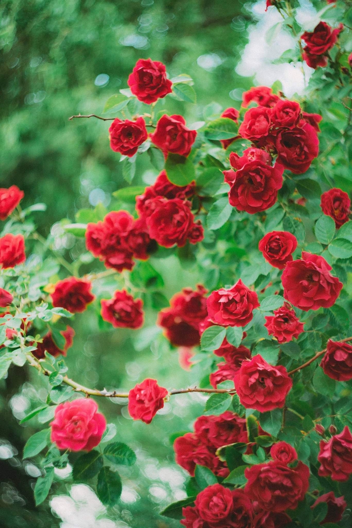 roses