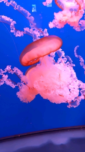 jellyfish