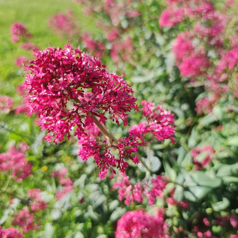 Fleurs, prises avec un XIAOMI MI NOTE 10.