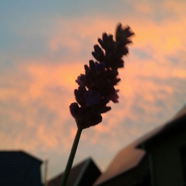 Flower in the dark