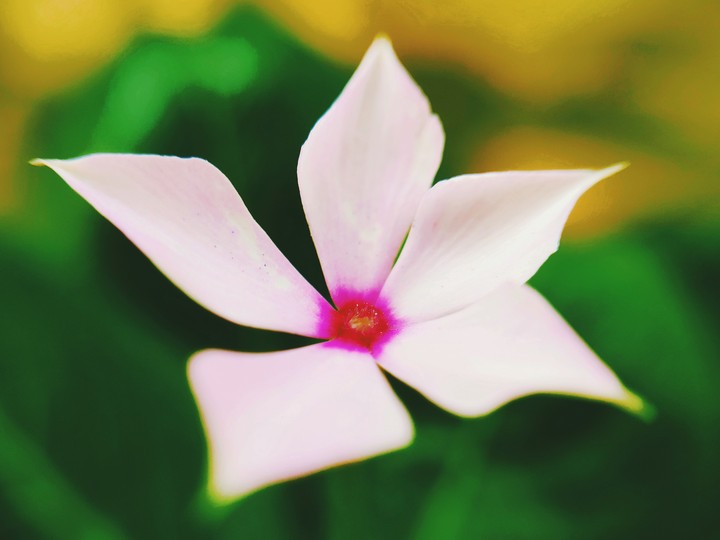 colour of flower