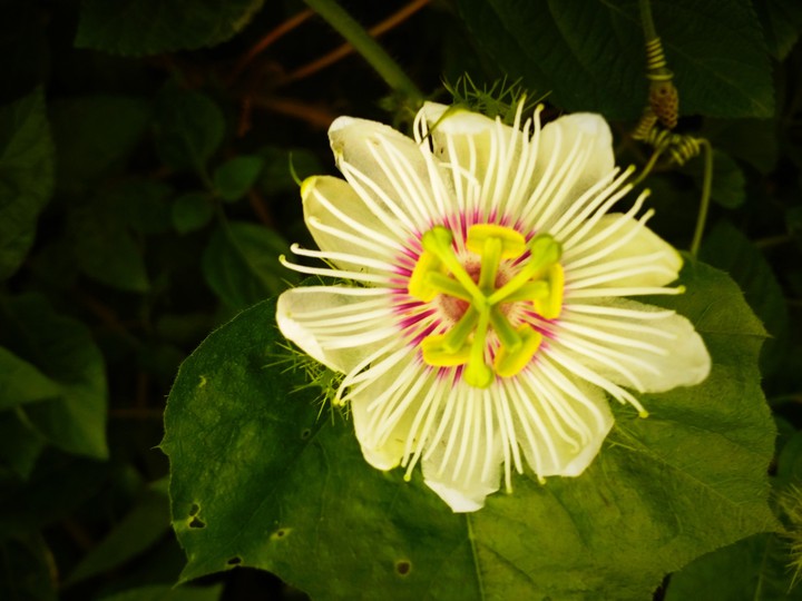 flower