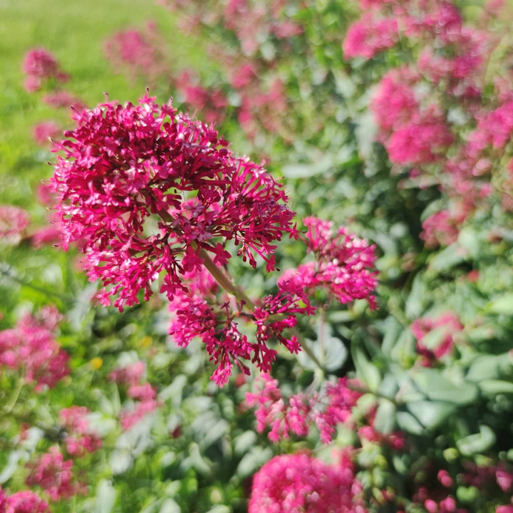 Fleurs, prises avec un XIAOMI MI NOTE 10.