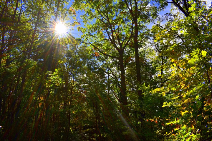 Forest