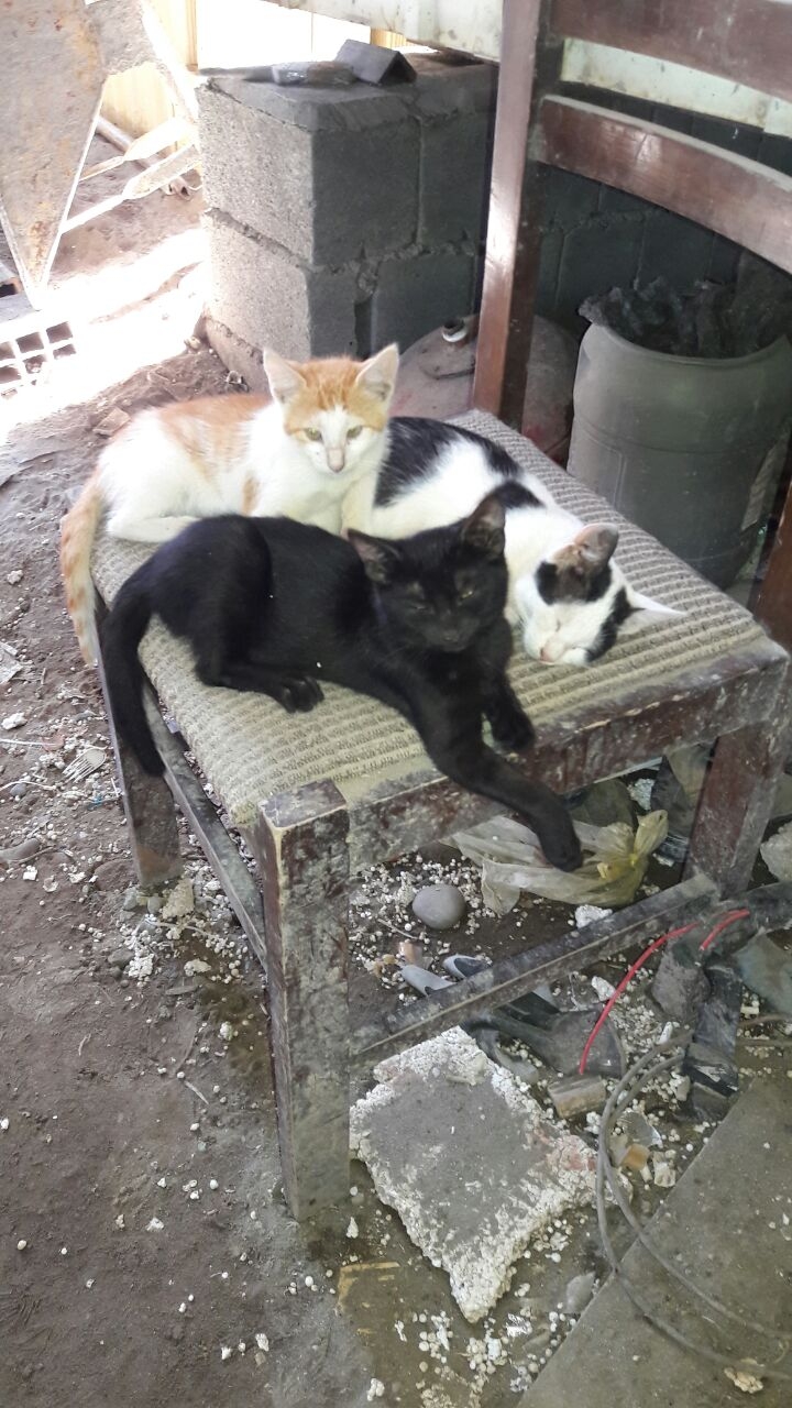 گربه