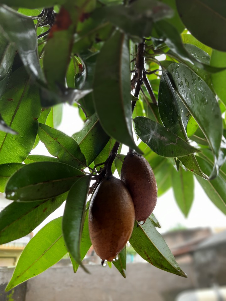 my home fruit trees