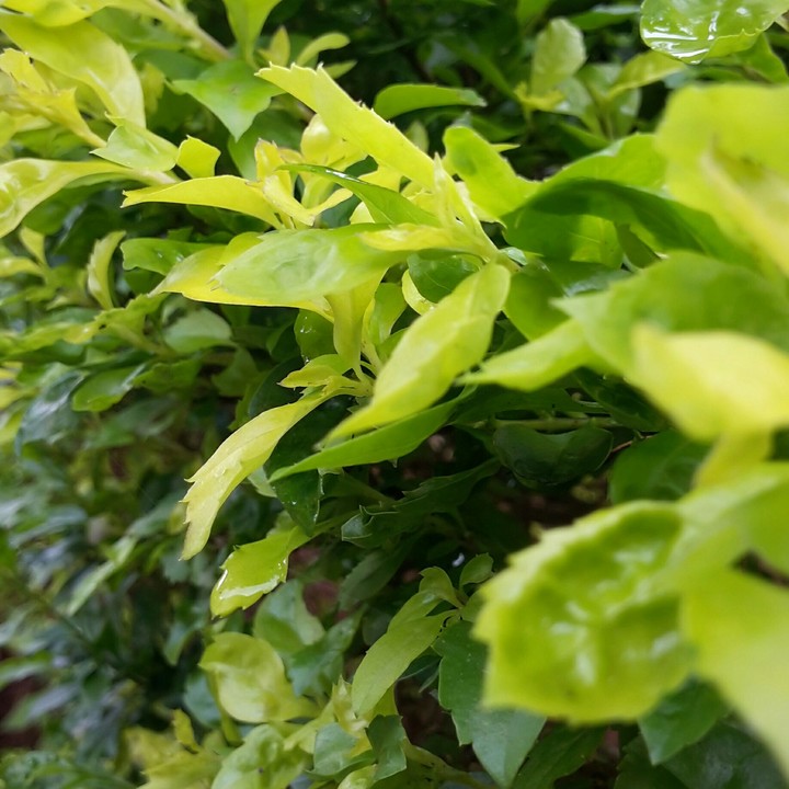 leaf