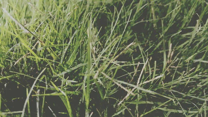 grass at night
