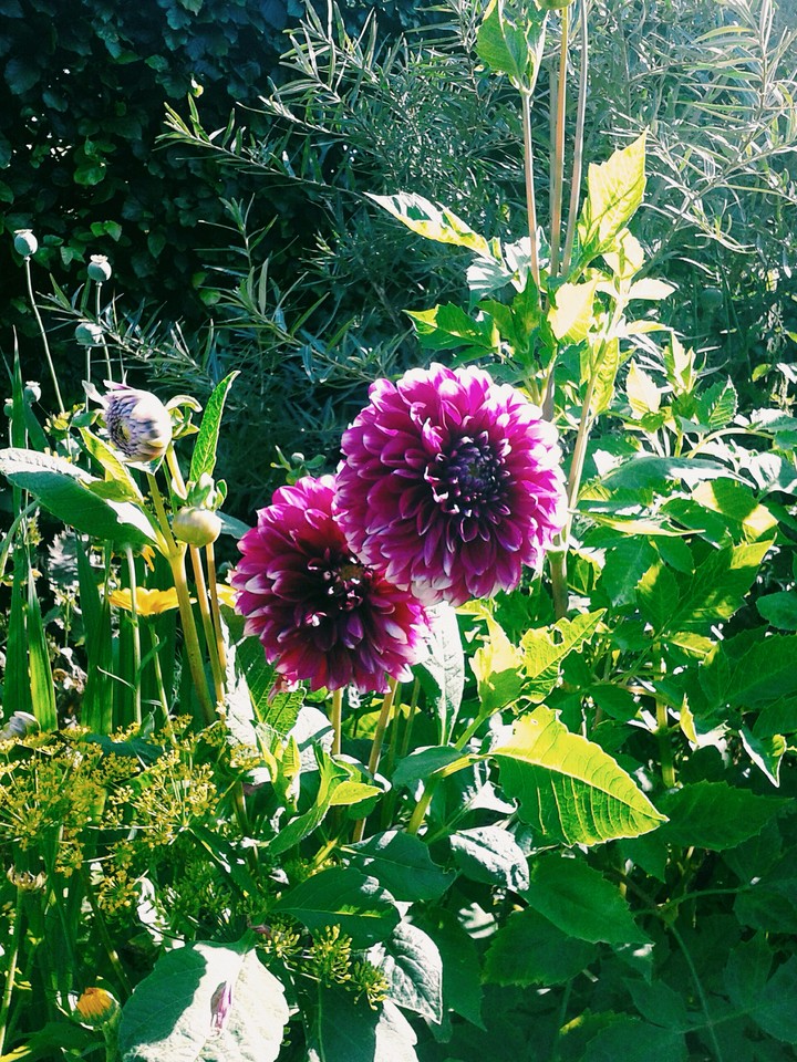 Flowers