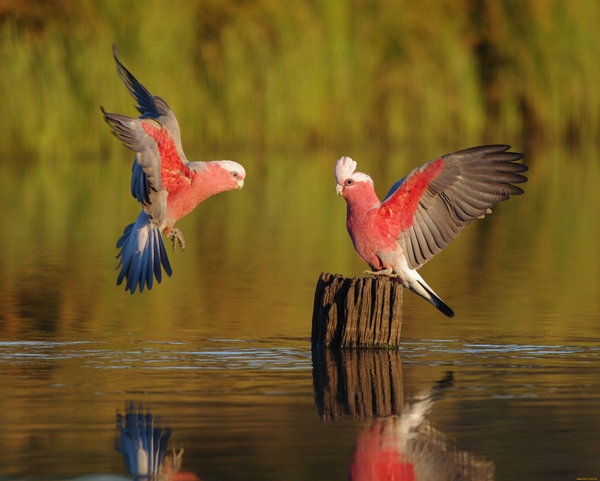 parrots