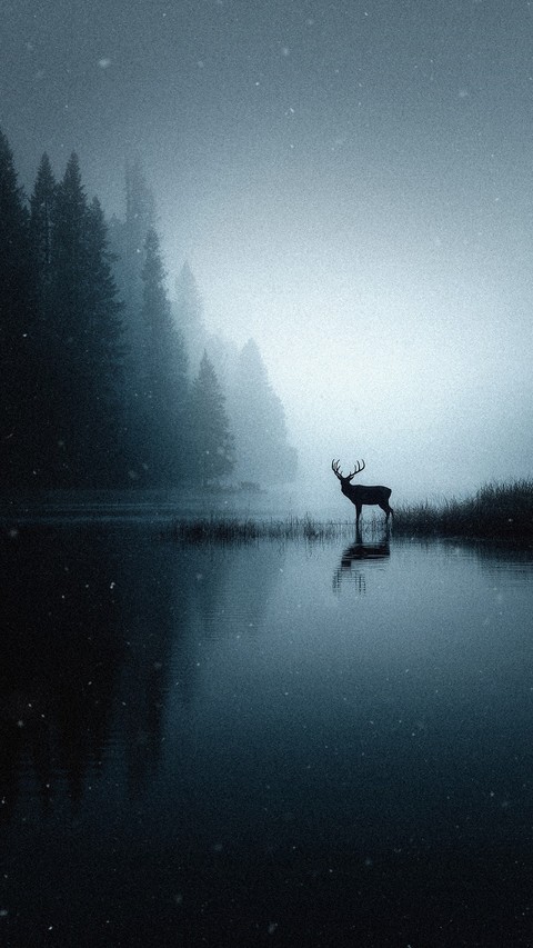 fonds d'écran forest, deer