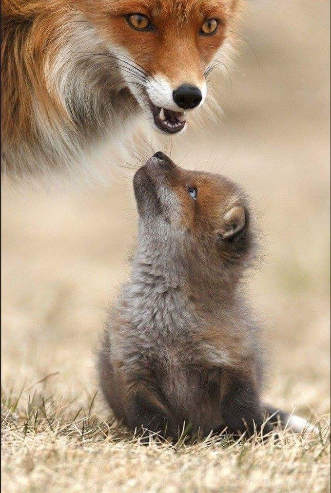 baby fox 