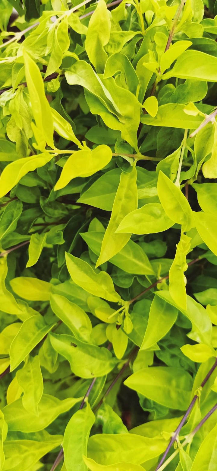 plants with the best colours