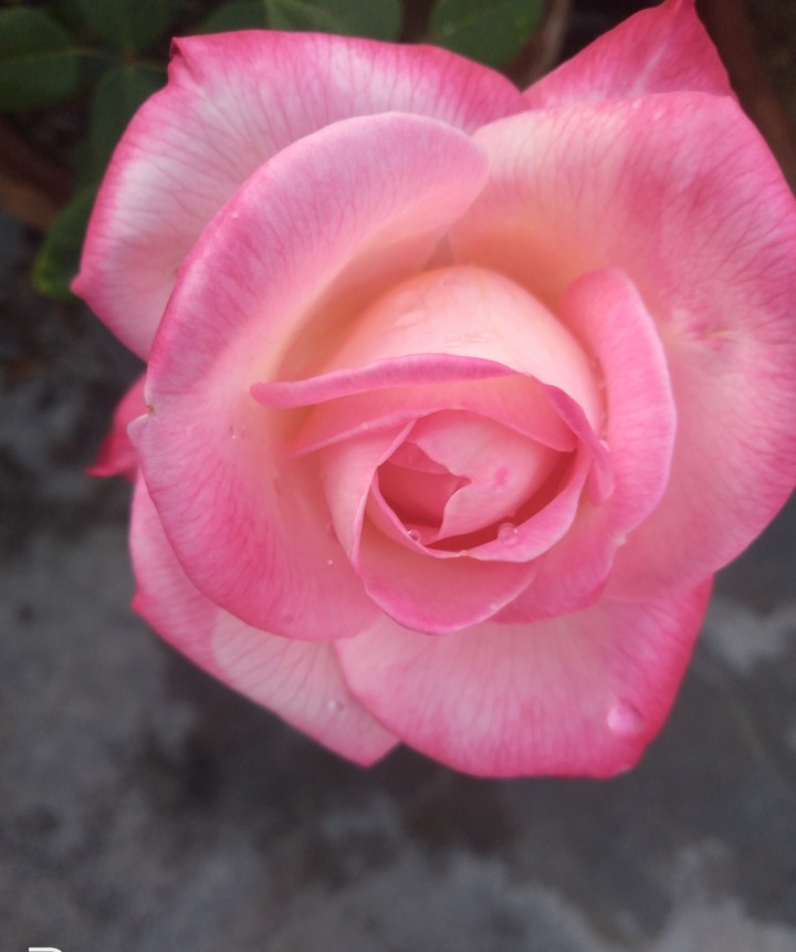 petal