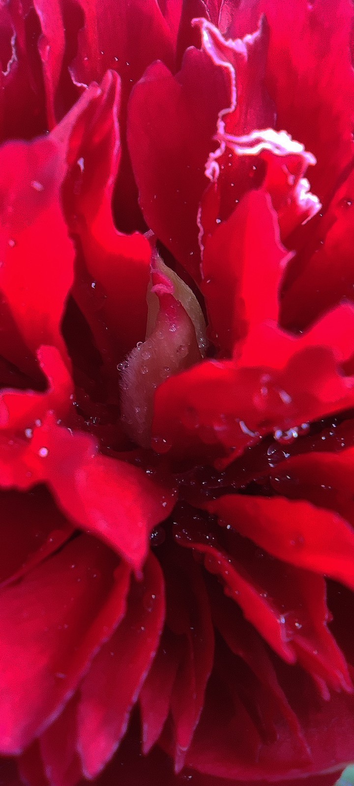 peony