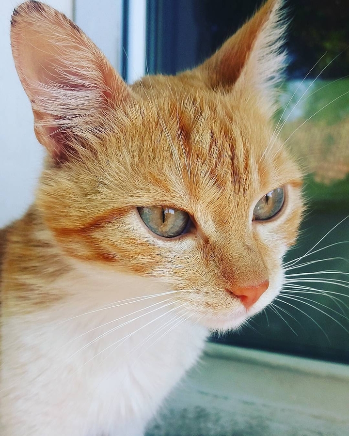 cat