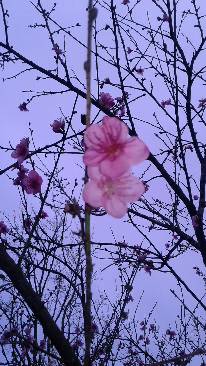 Flowers of peach ❤