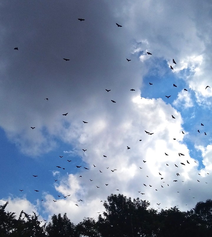 Bats in Shillong