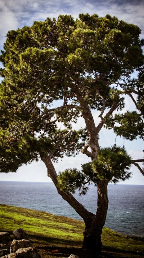Beautiful big tree!!