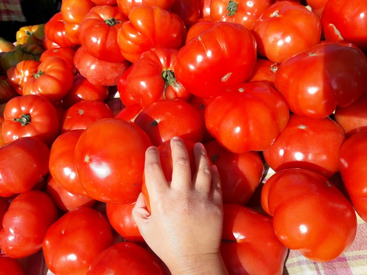 Fresh Tomatoes