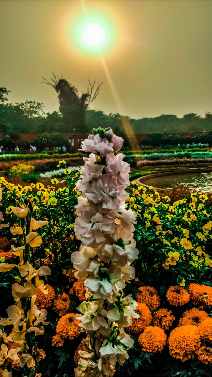 Flower
