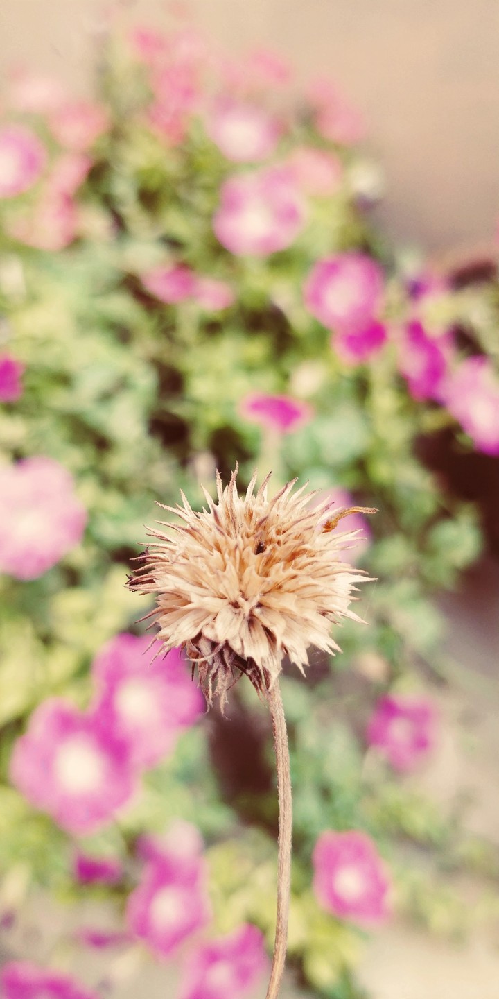 Wilderness blossom