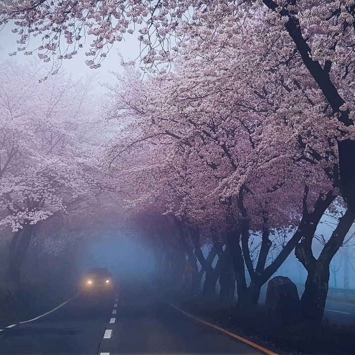 벚꽃길