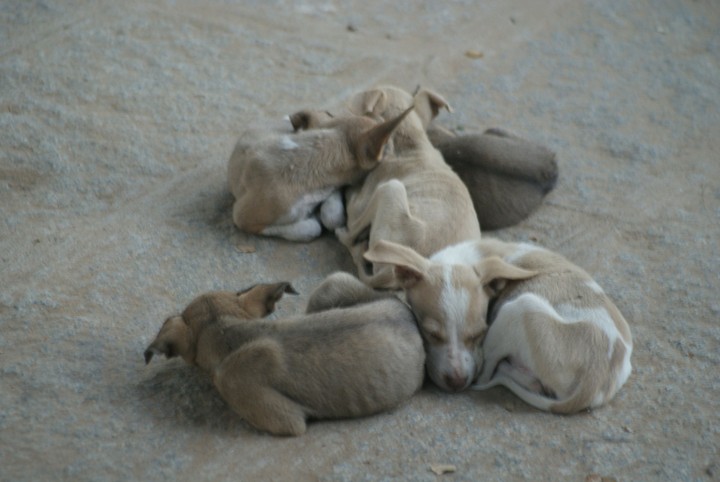 hampi dogs