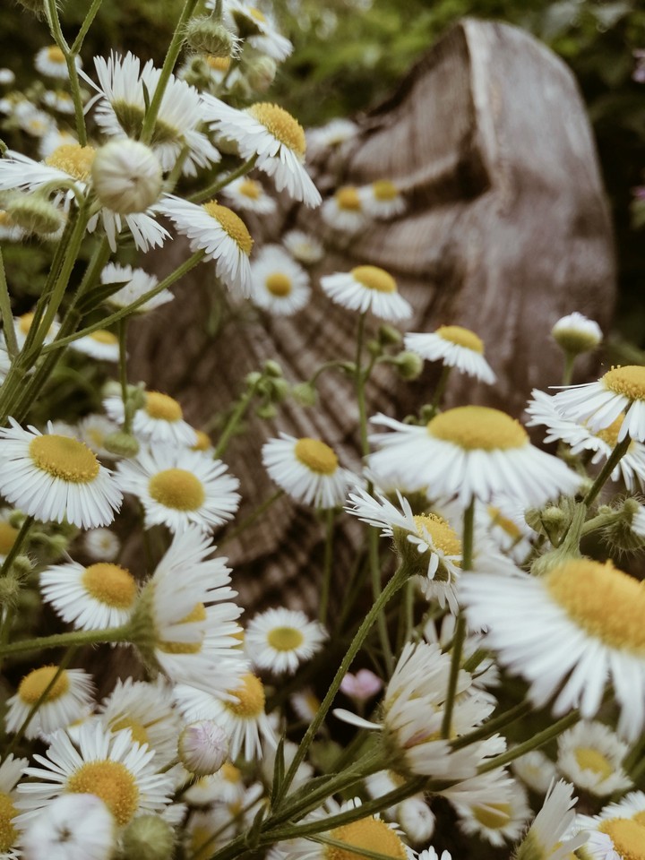 Nature♥️