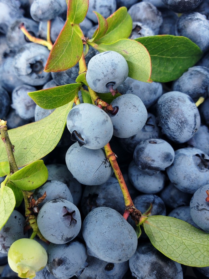 Blueberry Sunday