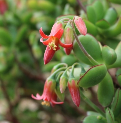 רקעים tasmannia, flower
