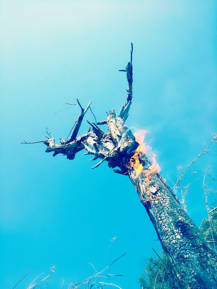 Burning dead tree