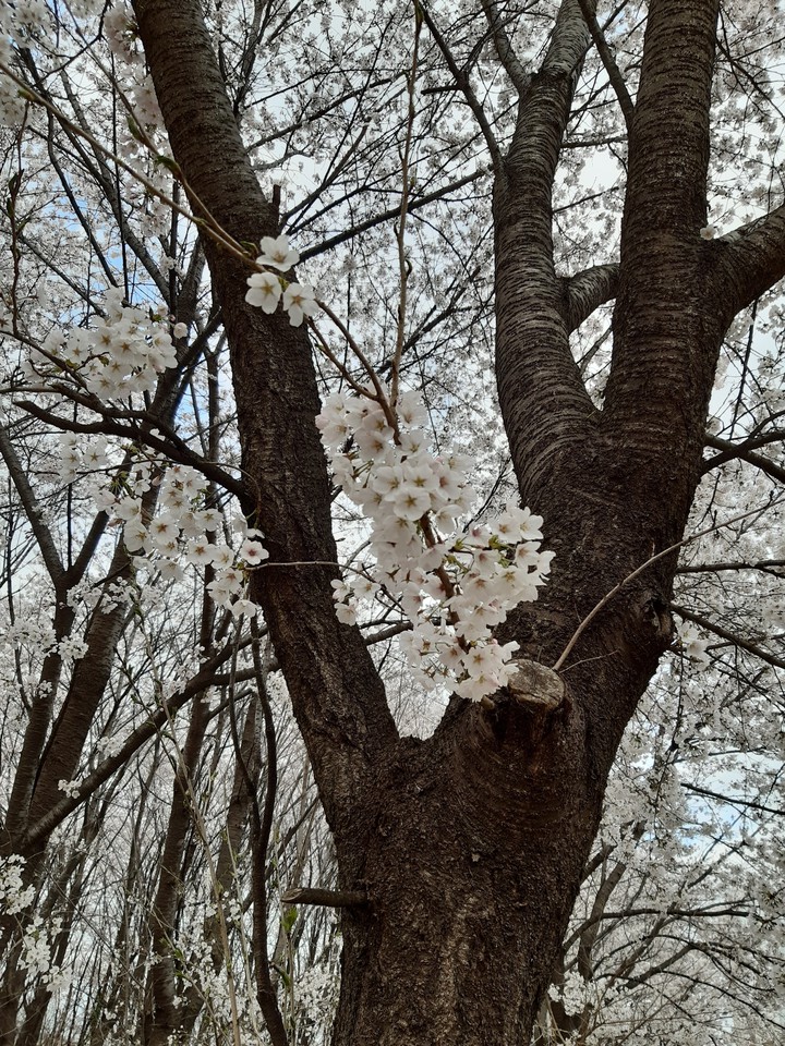 희날리다