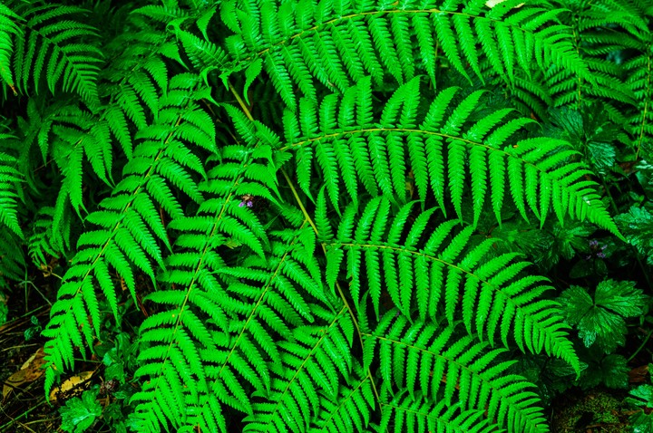 Anywhere in the rainforest