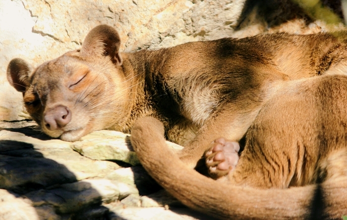 Fossa