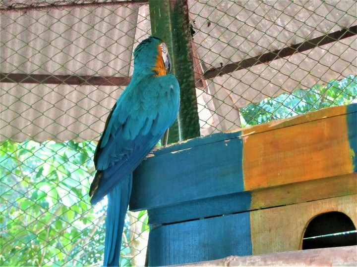 bird