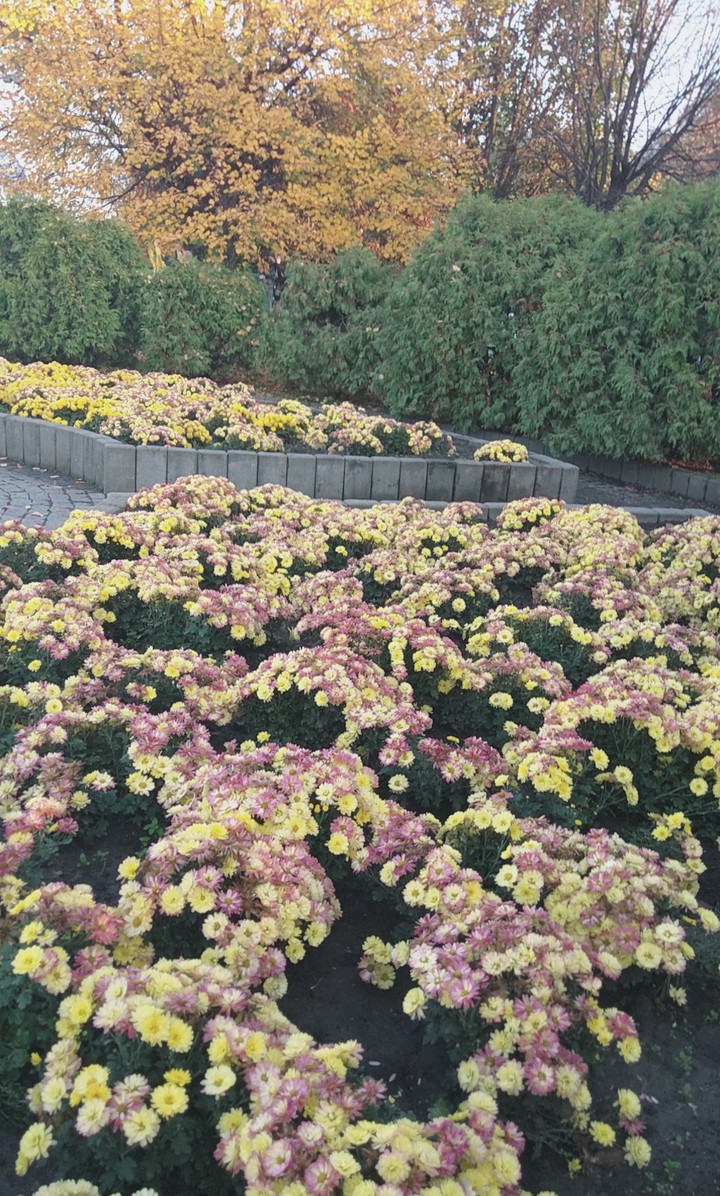 City ​​flowers in autumn