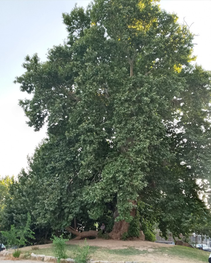 THE OLDEST TREE