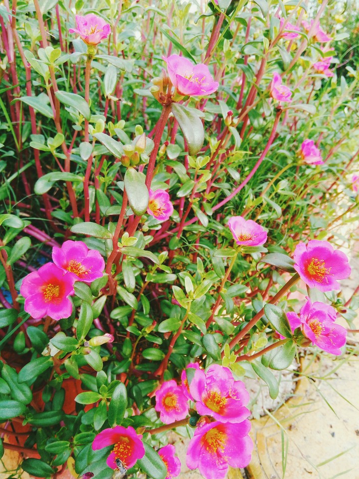 Pink Flowers