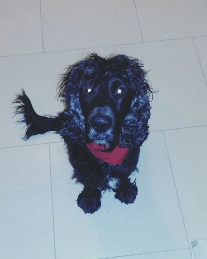dog