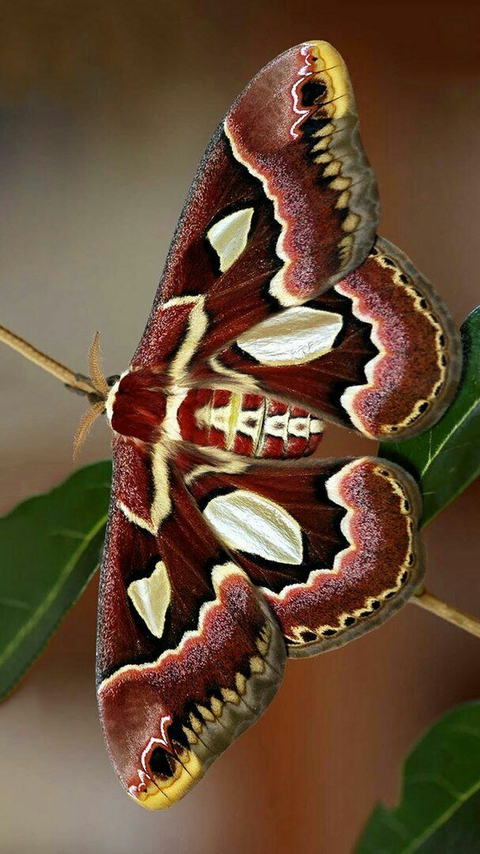 шпалери insect, butterfly