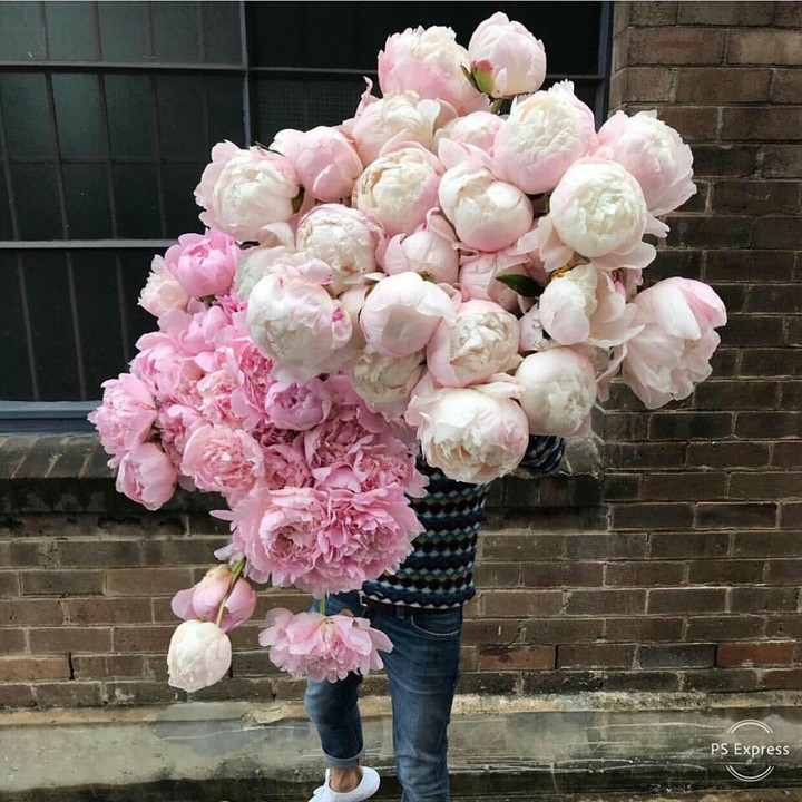 peony