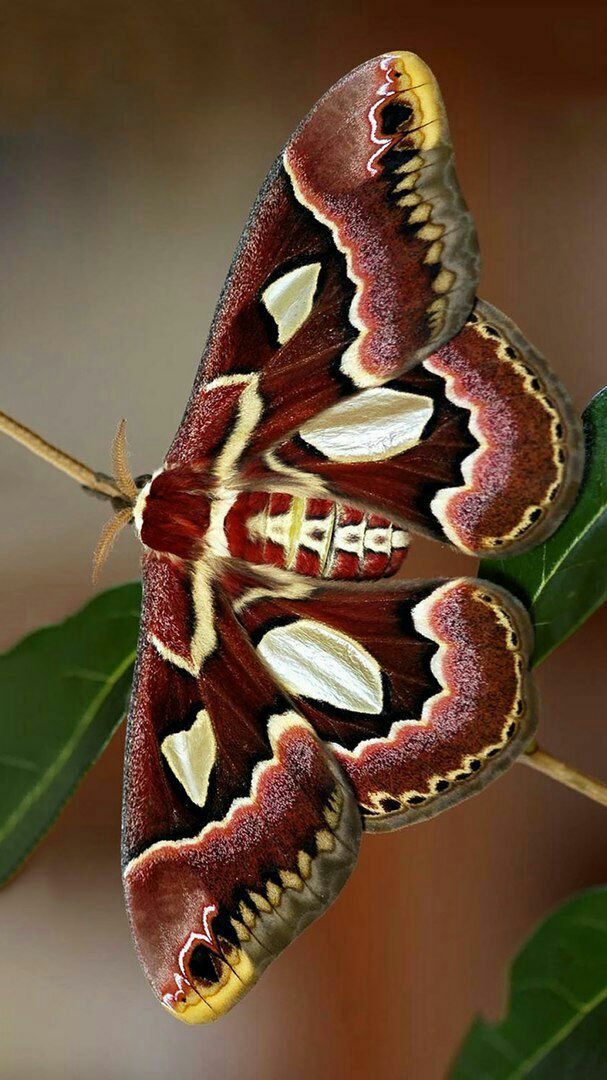 ??