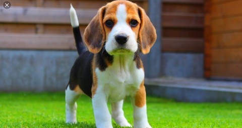 this its my dog: olly