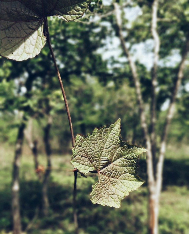 nature trail