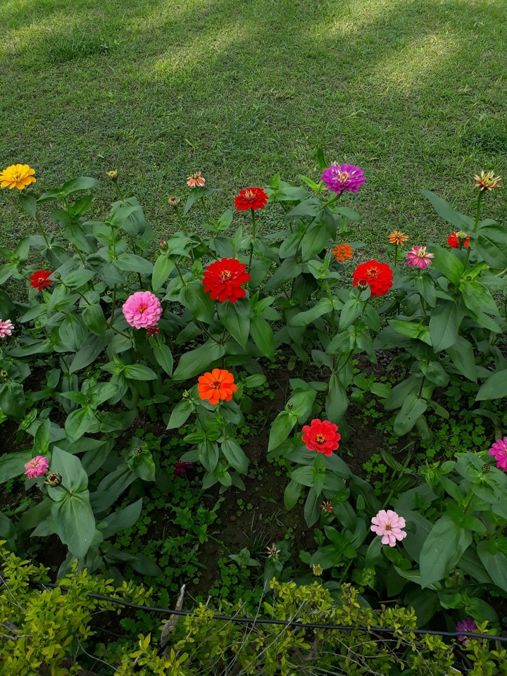 flowers